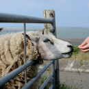 В Дагестане перегонят на зимние пастбища 1,3 млн овец