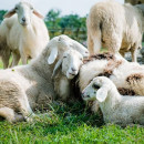 Искусственное осеменение МРС – опыт дагестанского овцеводческого предприятия
