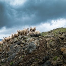 В Дагестане намерены улучшить местную породу овец для повышения продуктивных качеств – Абдулмуслим Абдулмуслимов