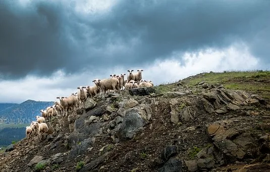 В Дагестане намерены улучшить местную породу овец для повышения продуктивных качеств – Абдулмуслим Абдулмуслимов 