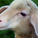 Дагестан экспортирует порядка 35 тысяч голов овец в Азербайджан и Грузию