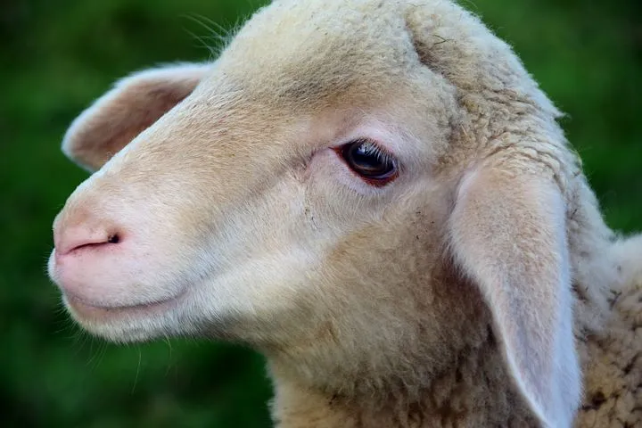 Дагестан экспортирует порядка 35 тысяч голов овец в Азербайджан и Грузию
