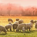 В Дагестане аграрии заявили о дефиците пастбищ для зимовки скота