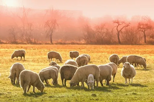 В Дагестане аграрии заявили о дефиците пастбищ для зимовки скота 