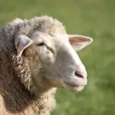 В Дагестане выводят новых овец с повышенным содержанием мяса