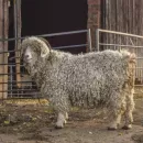 Новая порода овец: и шерсть, и мясо