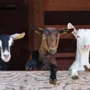 Дагестанские животноводы признаны лучшими на Всероссийской выставке овец и коз