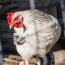 В Дагестане будут усилены меры поддержки птицеводства