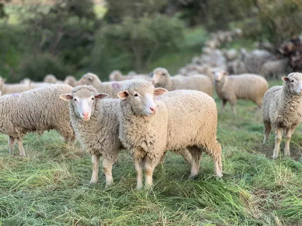 Овцы дагестанской горной породы проходят улучшение молочной продуктивности