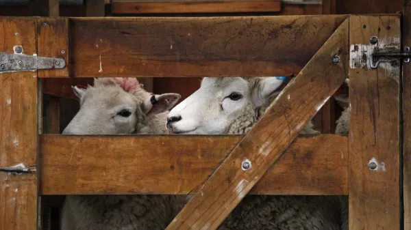Перспективы развития подотрасли овцеводства обсудили на XXIII Российской выставке племенных овец и коз